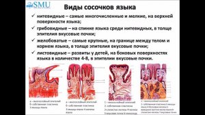 Лекция Гистология пищеварительной системы 1