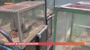 Пожар в ростовском зоопарке: животные и фонд музея не пострадали