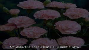 Гвоздика диантус — что это и как выращивать