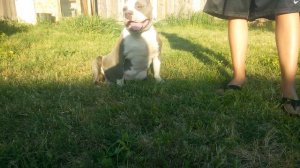 Cali kingpin female bully Tia Tanaka