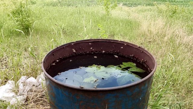 #slow mo #960 кадров за секунду. пчелы краски лета Полтавская область смотреть онлайн