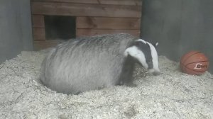 Барсук Луша утепляет будку