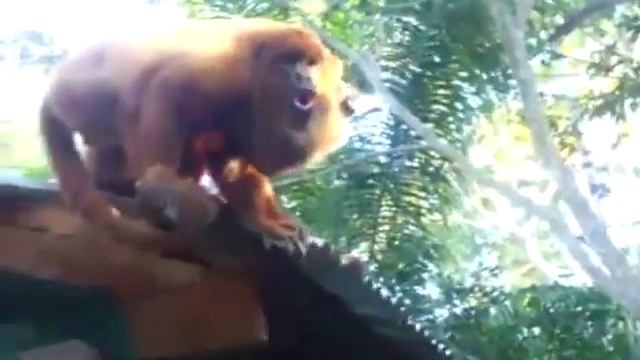 Гроулинг от ревуна! :-) смотреть онлайн