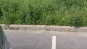 Взял Ладу Гранту вместо VW Polo, Бюджетная тачка для такси!