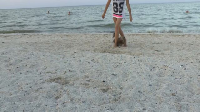 DOG TRICKS l Marshmallow, 2 years смотреть онлайн