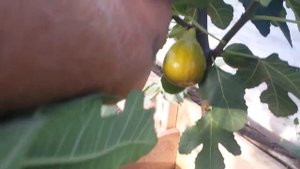 Инжир Рандино, плоды первого урожая.