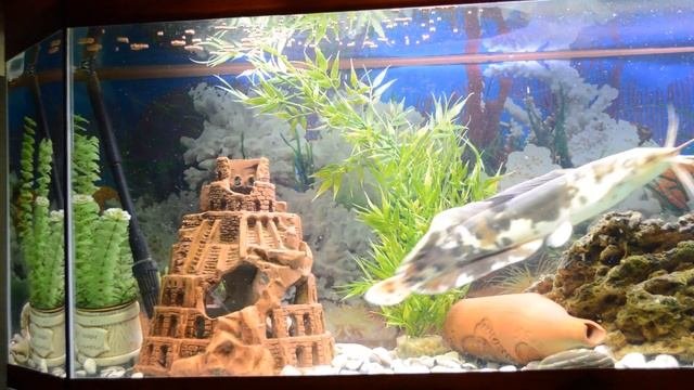 Клариус Clarias сом аквариумный, кормление сухим гранулированным кормом.
