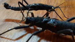 Black Velvet Кордильерский или перуанский палочник ( Peruphasma schultei)