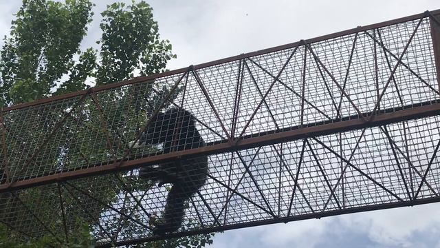 Громогласное шоу от шимпанзе Рамзеса! Тайган. Loud show from chimpanzees Ramses in Taigan in Crimea смотреть онлайн