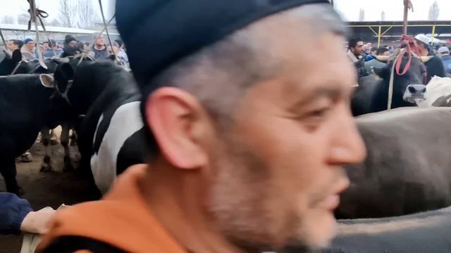 Asaka Ozbekiston Chorva Bozori Semiz Buqalar Narxlari 21-mart 2024