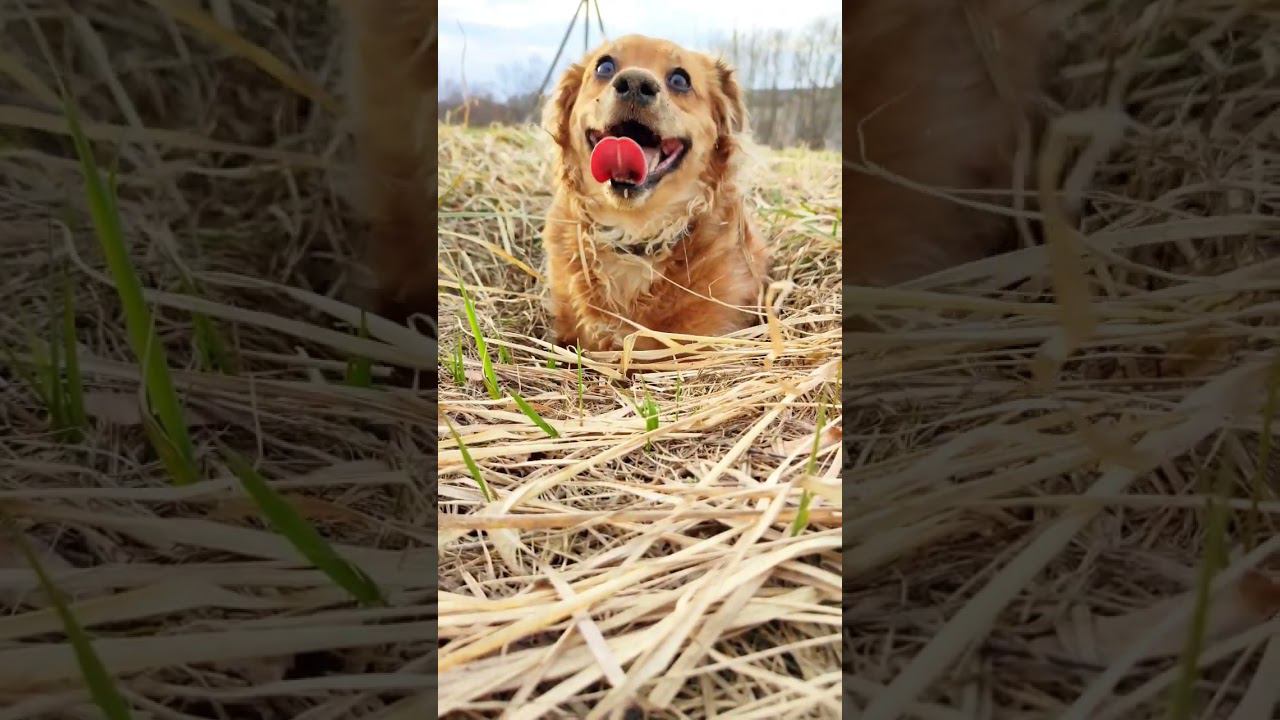 Она обожает мышей #short смотреть онлайн