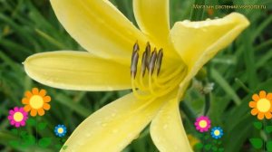 Лилейник гибридный Читрина. Краткий обзор, описание характеристик hemerocallis Citrina