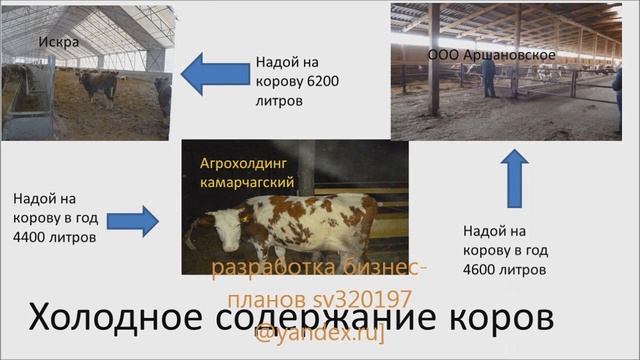 Содержание молочных коров зимой или холод корове не страшен
