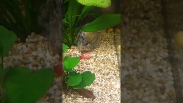 Что происходит с рыбкой гурами??? смотреть онлайн