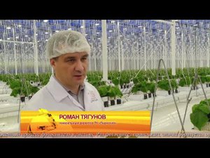 Тепличный комплекс "Пермский" в г. Чусовой | СОЮЗ-ТВ-Чусовой