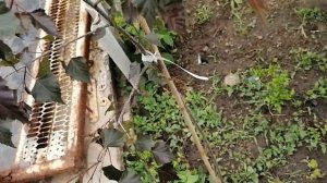 Краснолистная береза