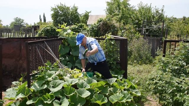 #ПЕРВЫЕ ОГУРЦЫ#ОБЗОР ДАЧИ 4 ИЮЛЯ 2020 ГОДА#СТИХОТВОРЕНИЕ АВТОРА смотреть онлайн