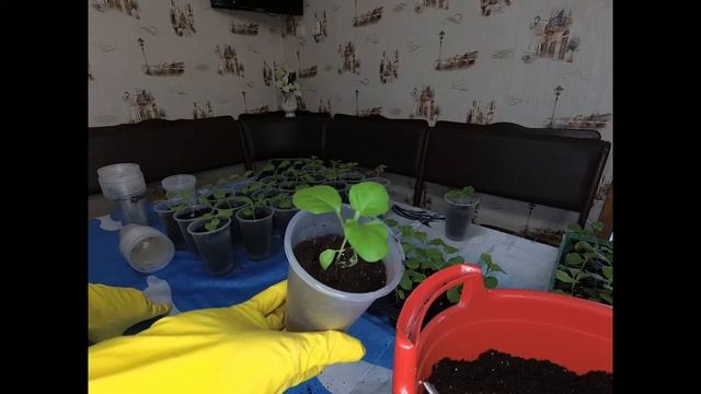 Обзор рассады. Баклажаны без пикировки..Перевалка .Уход для роста здоровой и крепкой рассады. смотреть онлайн