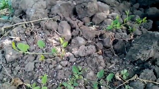 Как удобрять инжир