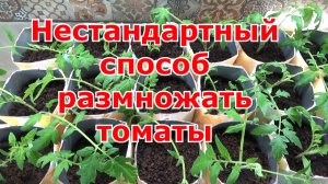 Посадка черенков томатов взятых от осенних черенков. Отличный способ сохранить прошлогодние томаты.