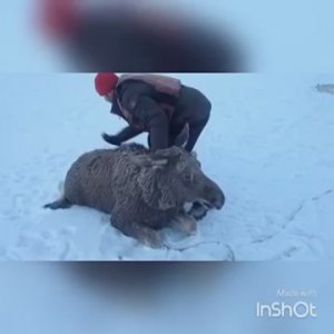 Рыбак из Алтайского края спас провалившегося под лёд лося