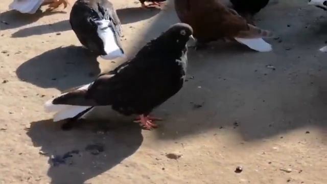 Мелитопольские голуби. Сказки - быль о Мелитопольских… 3 Часть. смотреть онлайн