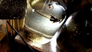 Разведение_инфузории__как_это_делаю_я_.mp4