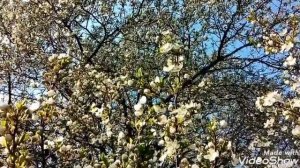 Цветущие деревья весной.