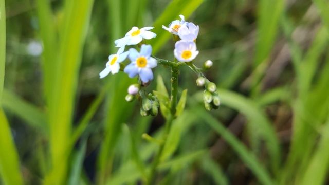 Незабудка болотна - (лат. Caltha palustris L.) смотреть онлайн