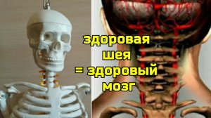 Как восстановить кровоток через шею в мозг? Микродвижения и другие упражнения