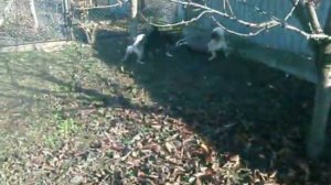 притравка лаек по барсуку