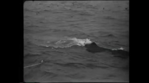 Sea Shanty Wellerman  на русском! Best TikTok songs .