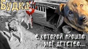 ??Щенок выросший на цепи с которым никогда не играли?| Какой он стал?|??help save an abandoned