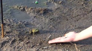 Ручная лягушка!!! Как приручить лягушку???