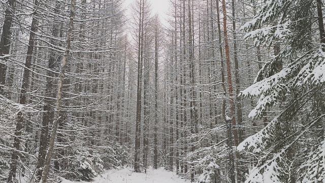 Заснеженный лес. ч.10. Декабрь 2023