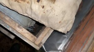 Пчёлы Подмосковья  в момент пика зимы