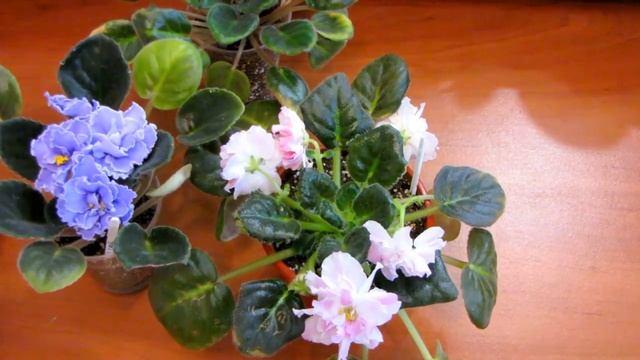 Желтеют листья у фиалок. Одна из причин - Солнечный ожог у фиалок. Ходы на листьях у фиалок Ю. Датт смотреть онлайн