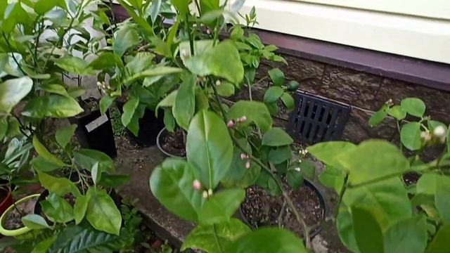 Цитрусы и кофе, растущие в Подмосковье. смотреть онлайн