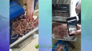 Машина для нарезки мяса: свинины, говядины, курятины кубиками и полосками Vega Meat Belt Dicer 600