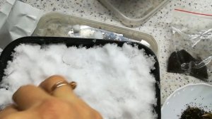 Посев Львиного Зева на снег