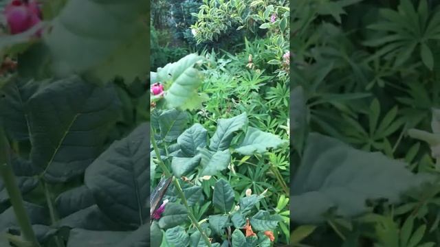 Летняя обрезка роз смотреть онлайн