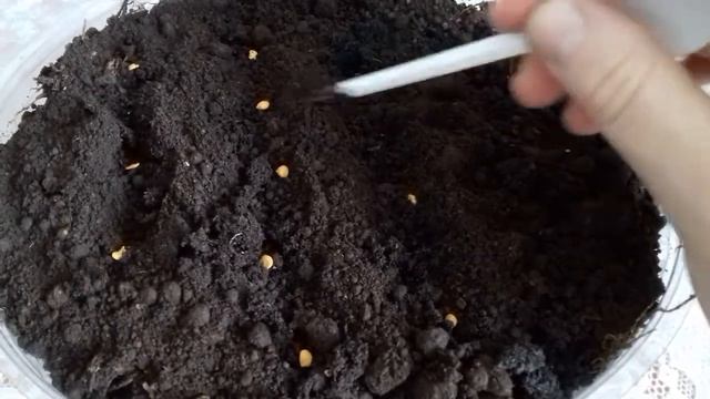 Горький перец "Урожайный" смотреть онлайн