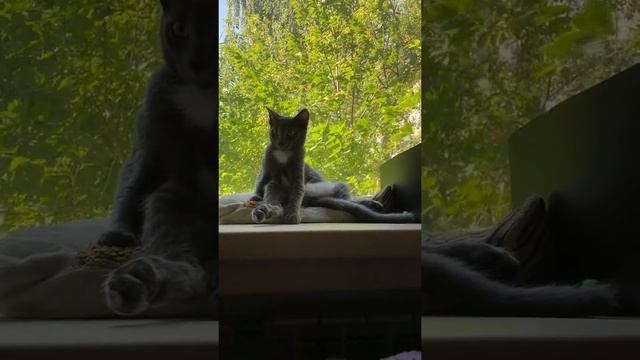 Белонос Семёнович 17 смотреть онлайн