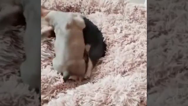 французский бульдог, играем) смотреть онлайн