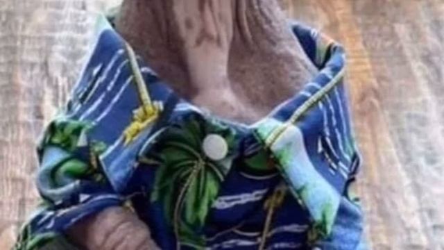 Лысый пес с чесоткой преобразился спустя 6 месяцев смотреть онлайн