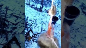 КАК ОБОДРАТЬ КУНИЦУ.