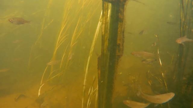 Проба подводной съемки action-камеры Carcam4k