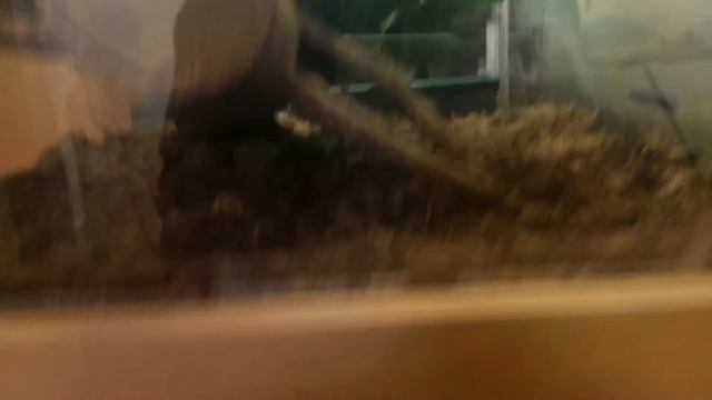 Немец офигевает в России - E381 - Екатеринбург - день 13 - видео 34 - зоопарк - маленькие зверюшки смотреть онлайн