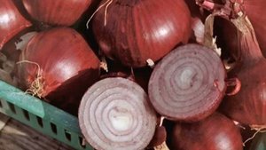 Лук красный — сорта
