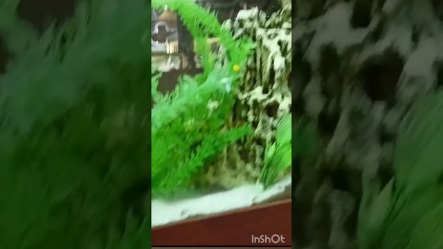 Золотая рыбка исполняет желания #золотаярыбка